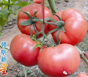 供应领航新星—番茄种子