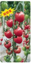 供应美粉一号—樱桃番茄种子
