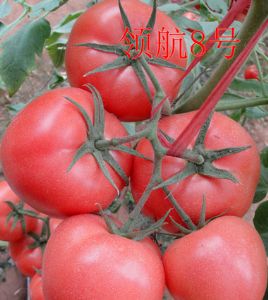 供应领航8号—番茄种子