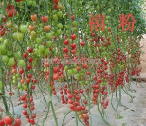 供应禧粉—番茄种子