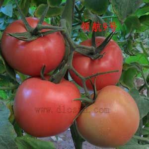 供应领航9号—番茄种子