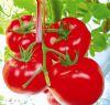 供应迪丽红—番茄种子