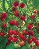 供应丽尔圆粉—番茄种子
