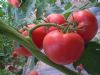 供应博粉—番茄种子