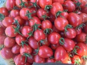供应名粉—番茄种子