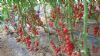 供应粉圣女—抗TY病毒粉果樱桃番茄种子