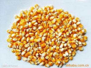 大量供应干玉米