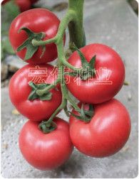 供应瑞星粉霸—大果番茄种子