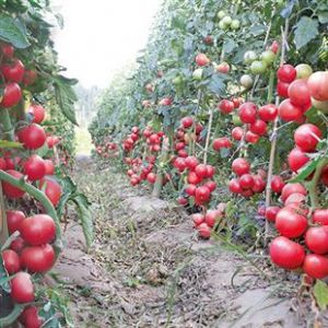大量供应番茄