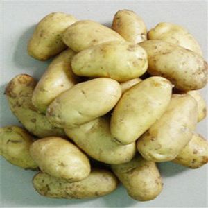 供应高产土豆种子 荷兰15号