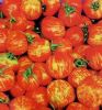 供应彩色番茄种子 金玉彩1 小西红柿
