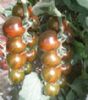 供应彩色番茄种子 金玉彩3 小西红柿