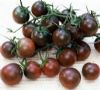 供应优质黑色番茄种子 黑曼 小西红柿