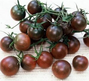 供应优质黑色番茄种子 黑曼 小西红柿