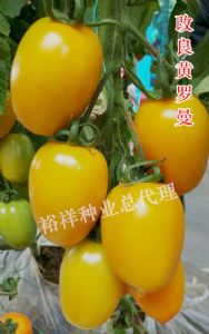 供应番茄种子 改良黄罗曼（9-13）