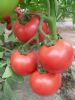 供应优质早熟粉果番茄种子 荷粉