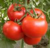 供应以色列进口番茄种子 大红果