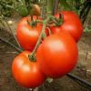 番供应茄种子 以色列进口瑞冠