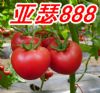 供应荷兰进口粉果番茄种 亚瑟888