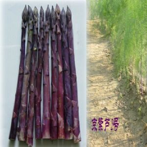 供应抗病高产紫芦笋种子 京紫芦2号 高分枝
