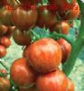 供应进口高产番茄种子 金玉彩1