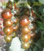 供应进口高产番茄种子 金玉彩3