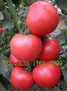 供应进口番茄种子 欧斯帝