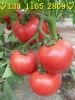 供应进口番茄种子种子 荷粉