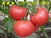 供应番茄种子 荷兰荷宝
