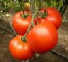 供应番茄种子 瑞冠