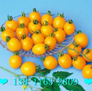 供应台湾高产番茄种子 金玉