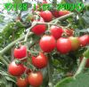 供应台湾高产小番茄种子 贝蒂