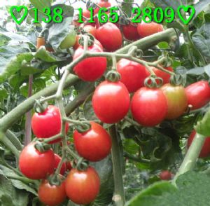 供应台湾高产小番茄种子 贝蒂