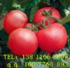 供应进口西红柿 番茄种子 金利