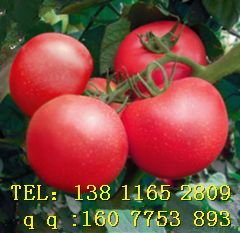 供应进口西红柿 番茄种子 金利
