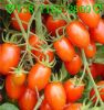 供应台湾精品番茄种子 鸿玉