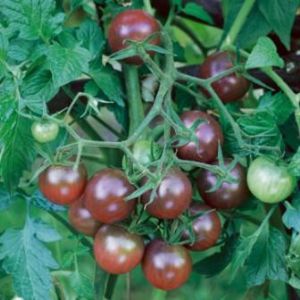 供应黑番茄 小西红柿种子 愦黑曼