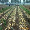 荷兰十五土豆种子及报价