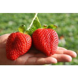 草莓上市了