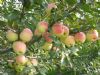 藤木苹果产地早熟苹果供应
