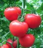 供应亚粉1206番茄种子