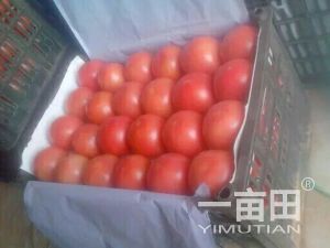 西红柿大量供应
