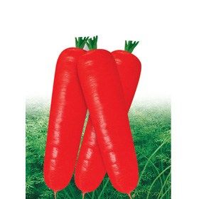 供应胡萝卜种子——卡红七寸