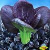 供应紫色油菜种子