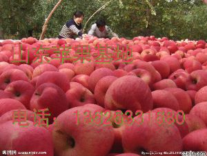 万亩红富士苹果供应