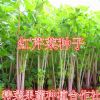 红芹菜种子