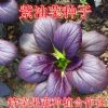 紫油菜种子
