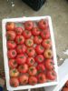 全年供应西红柿