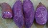 供应批发地窖红薯、紫薯