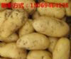马铃薯 土豆供应